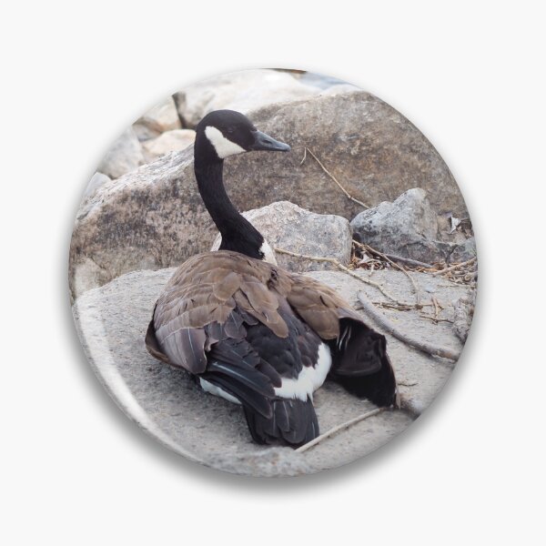 Item preview, Ganso canadiense descansando sobre una roca designed and sold by BackyardBirder.