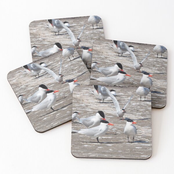 Item preview, Young Caspian Tern With a Fish In Its Beak designed and sold by BackyardBirder.