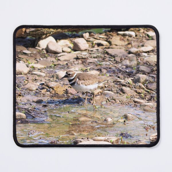 Item preview, Killdeer In The Stream designed and sold by BackyardBirder.