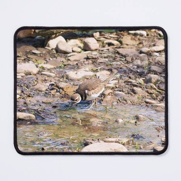 Item preview, Killdeer Taking a Drink From a Stream designed and sold by BackyardBirder.