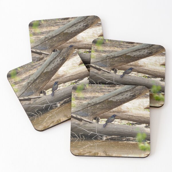 Item preview, Grackle Resting On a Log designed and sold by BackyardBirder.