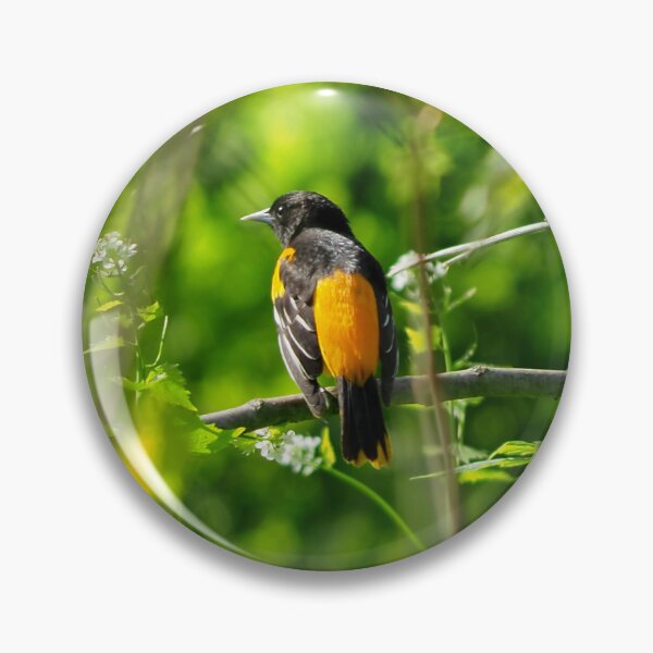 Artikelvorschau, Baltimore Pirol thront auf einem Ast entworfen und verkauft von BackyardBirder.