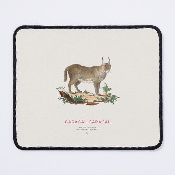 Item preview, Vintage Caracal Illustration Scientific Wildlife Art designed and sold by Vintagrafica.