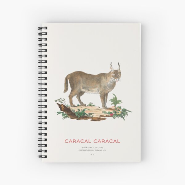 Artikel-Vorschau von Vintage Caracal Illustration Wissenschaftliche Wildlife Art, designt und verkauft von Vintagrafica.
