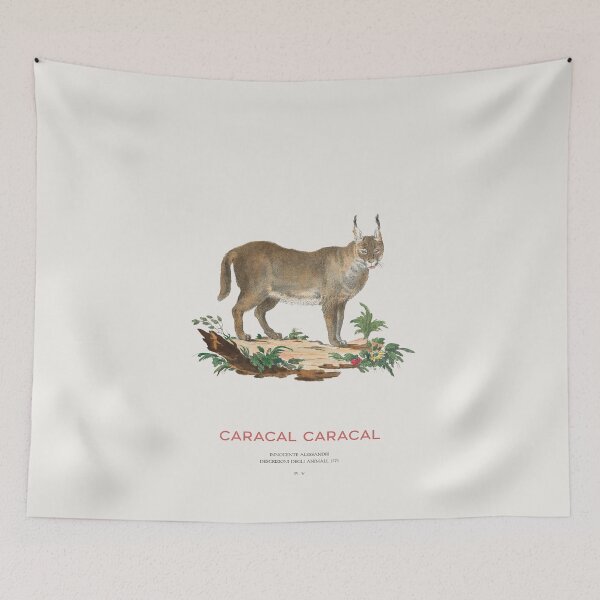 Item preview, Vintage Caracal Illustration Scientific Wildlife Art designed and sold by Vintagrafica.
