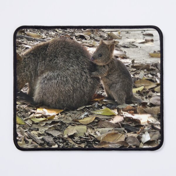 Item preview, Quokka's are so sweet on Rottnest Island designed and sold by sharon Wingard.