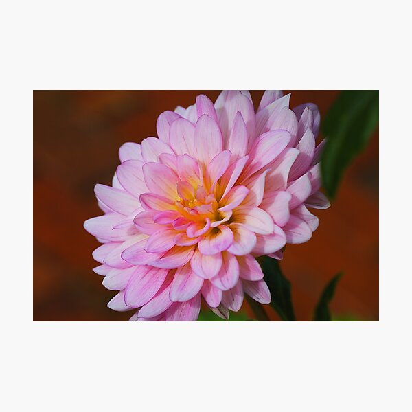 Item preview, A Soft Pink Dahlia Flower designed and sold by Joy Watson - Natural Light Photography .