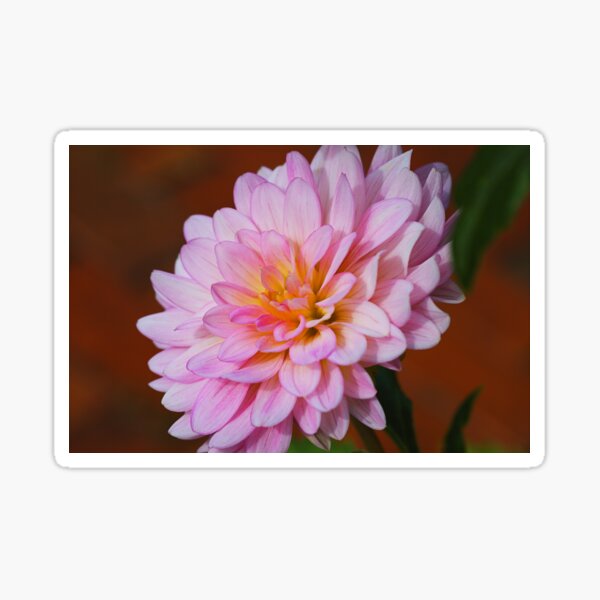 Item preview, A Soft Pink Dahlia Flower designed and sold by Joy Watson - Natural Light Photography .