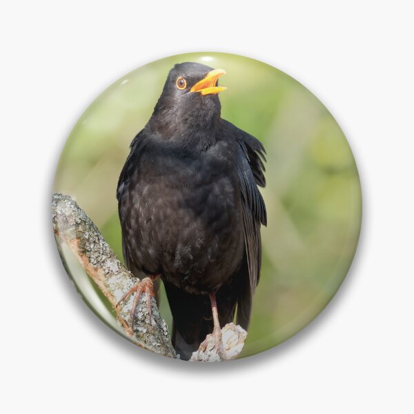 Item preview, Blackbird Turdus merula designed and sold by Dorset Girl.