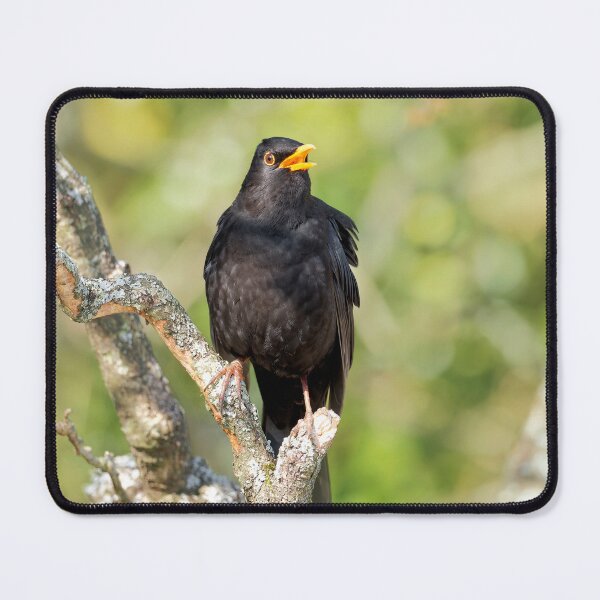 Item preview, Blackbird Turdus merula designed and sold by Dorset Girl.