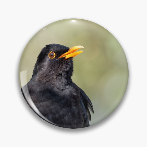 Item preview, Blackbird Turdus merula designed and sold by Dorset Girl.