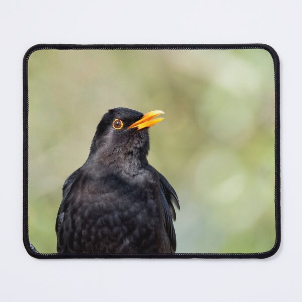 Item preview, Blackbird Turdus merula designed and sold by Dorset Girl.