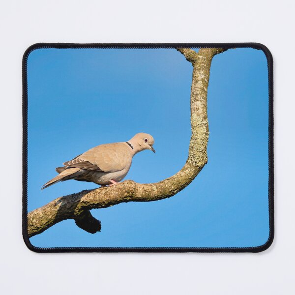 Item preview, Eurasian Collared-Dove Streptopelia decaocto designed and sold by Dorset Girl.