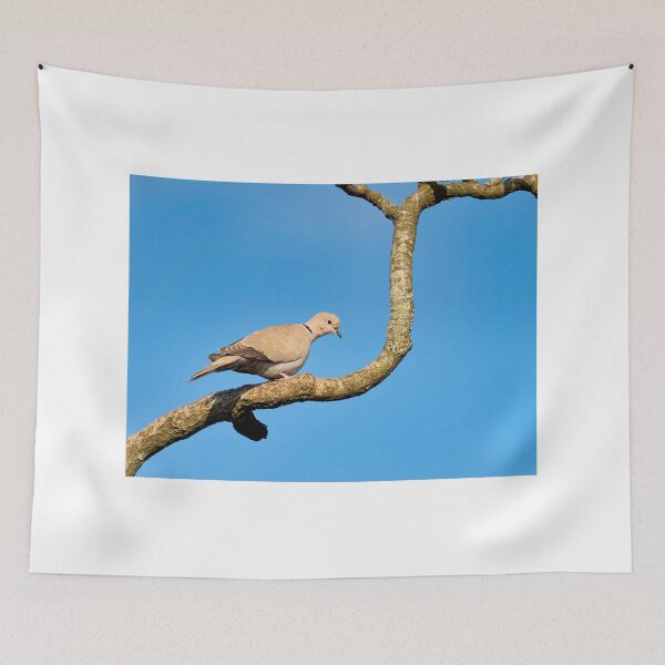 Item preview, Eurasian Collared-Dove Streptopelia decaocto designed and sold by Dorset Girl.