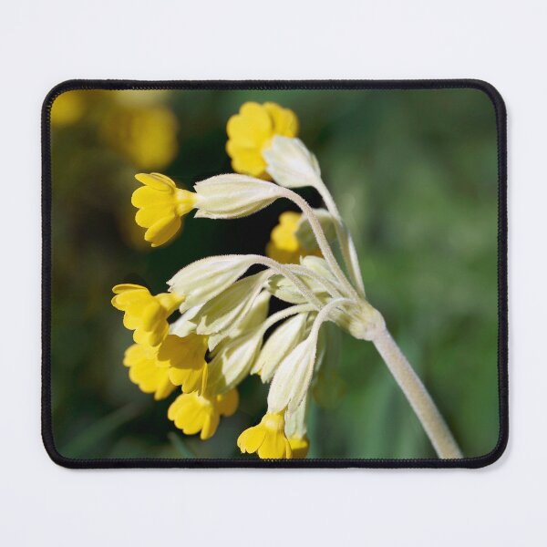 Item preview, Cowslips  Primula Veris designed and sold by Dorset Girl.