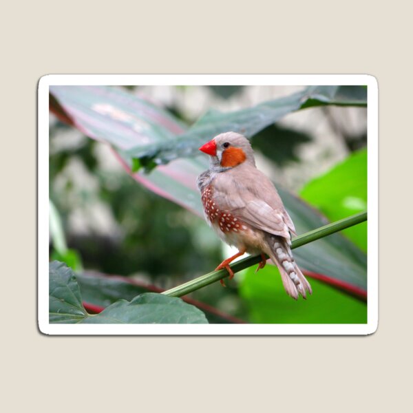Chirp! Magnet