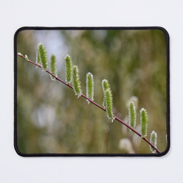 Item preview, Flowers of the willow and a spider designed and sold by Jouko Lehto Photography.
