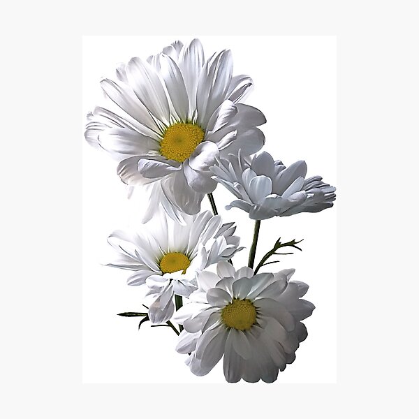 Item preview, Backlit Daisies designed and sold by Susan Savad.