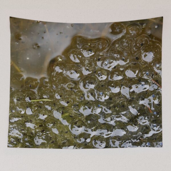 Item preview, Brown Frog spawn. European brown frog designed and sold by Jouko Lehto Photography.