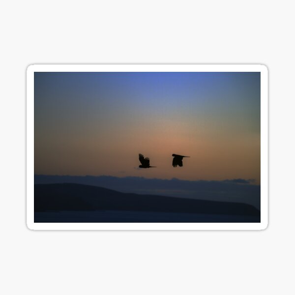 Item preview, Yellow-tailed Black Cockatoos - Normanville, South Australia designed and sold by imaginethis.