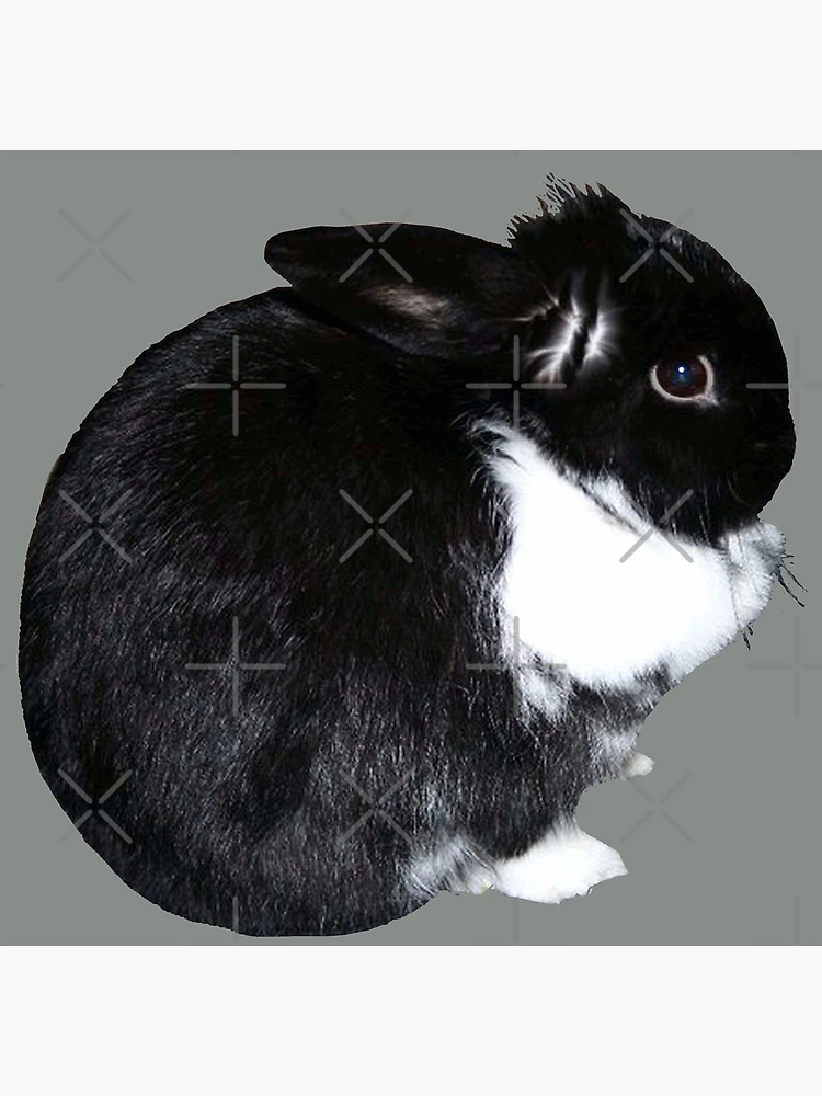 Bunny Rabbit Black and White Lop Bunny