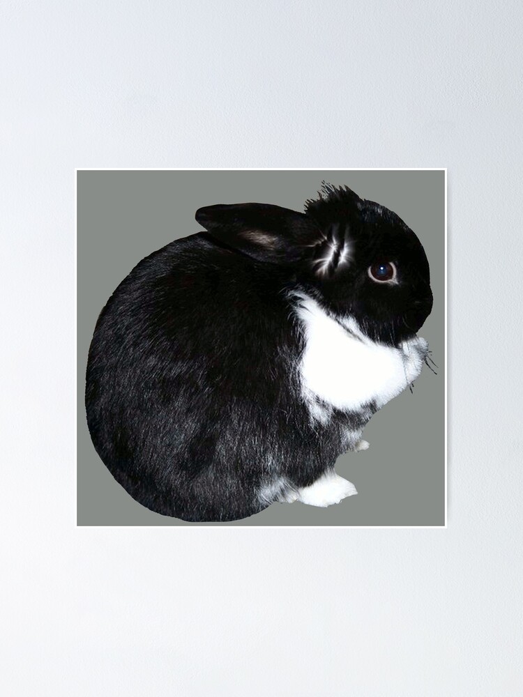 white lop bunny