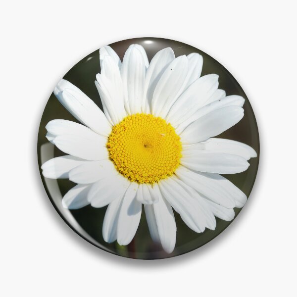 Item preview, Oxeye Daisy  Leucanthemum-vulgare designed and sold by Dorset Girl.