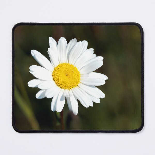 Item preview, Oxeye Daisy Leucanthemum-vulgare designed and sold by Dorset Girl.