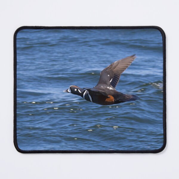 Item preview, Harlequin Duck designed and sold by LaurenTucker.