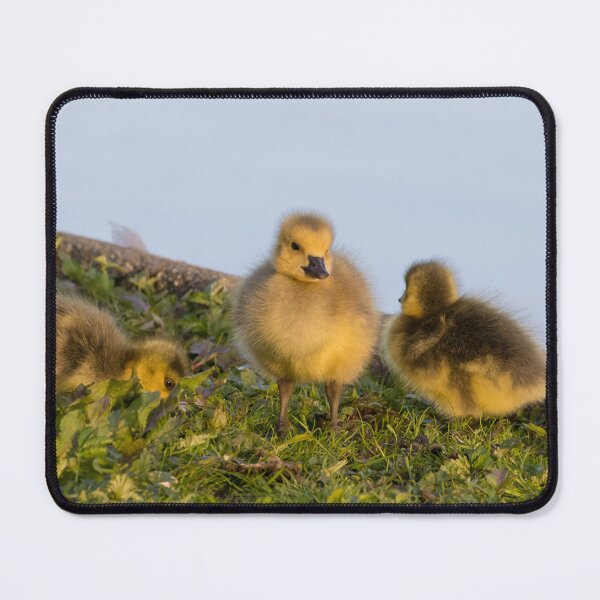 Item preview, Goslings designed and sold by LaurenTucker.