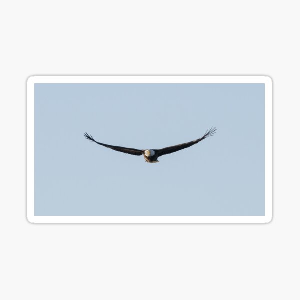 Item preview, Bald Eagle designed and sold by LaurenTucker.