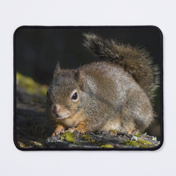 Item preview, Dougal Squirrel designed and sold by LaurenTucker.