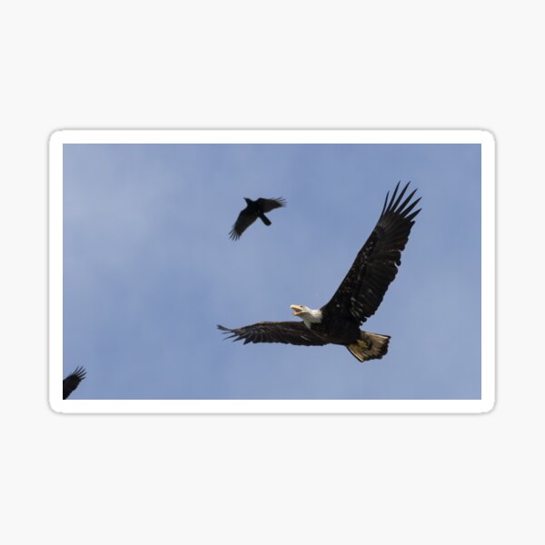 Item preview, Bald Eagle designed and sold by LaurenTucker.