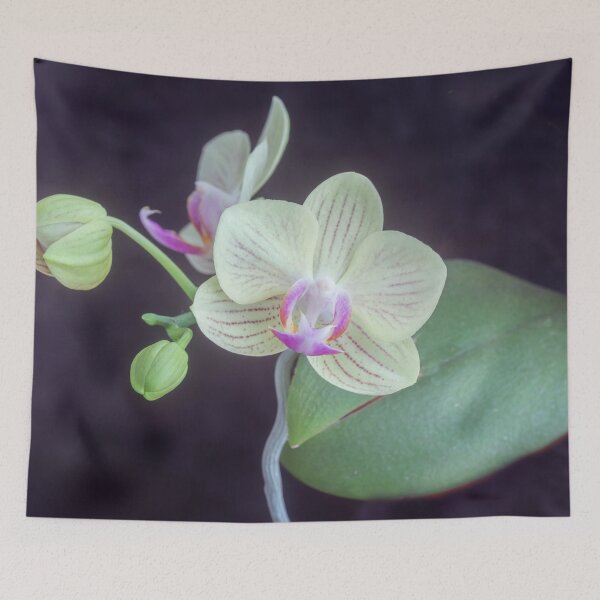 Item preview, Perfect Phalaenopsis Orchid 104 designed and sold by RichFrancoCars.