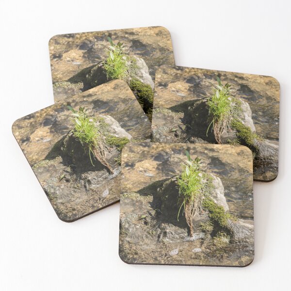 Item preview, A tuft of grass growing on a rock designed and sold by KRFNatureGifts.
