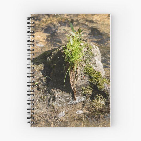 Item preview, A tuft of grass growing on a rock designed and sold by KRFNatureGifts.