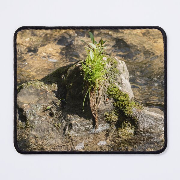 Item preview, A tuft of grass growing on a rock designed and sold by KRFNatureGifts.