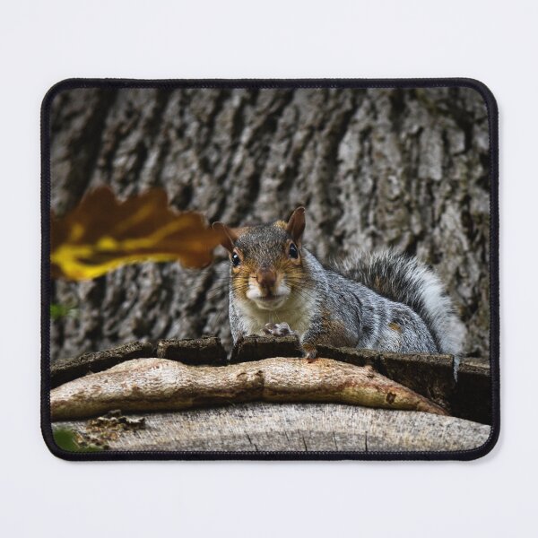 Item preview, Observant Squirrel  designed and sold by MeowsomeArt.