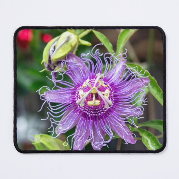 Item preview, A Passion for Flowers Passion Flower X103 designed and sold by RichFrancoCars.