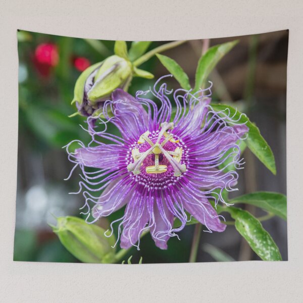 Item preview,  A Passion for Flowers Passion Flower X103 designed and sold by RichFrancoCars.