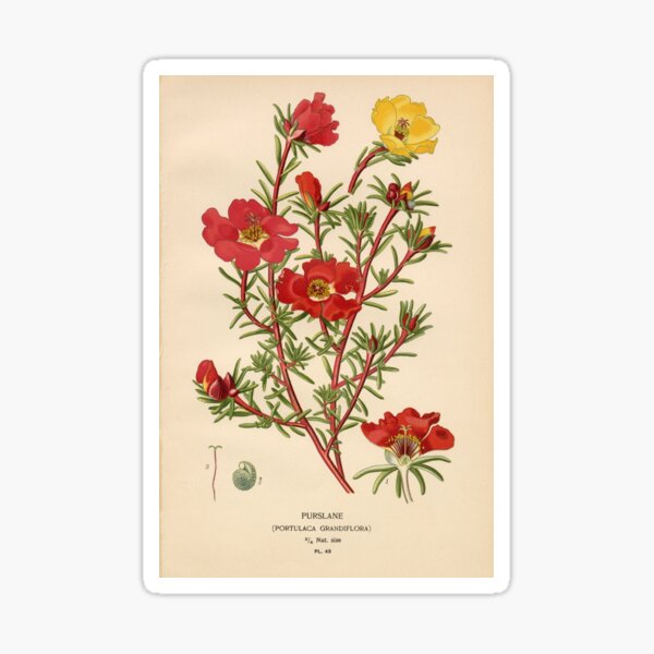 Artikel-Vorschau von Vintage Portulak Blumen, designt und verkauft von Bruiserstang.