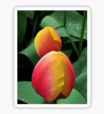 Tender Tulips Sticker