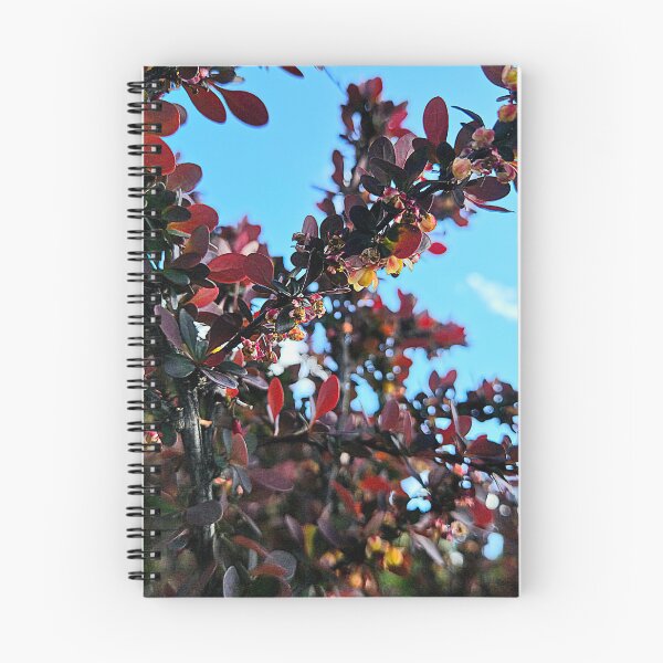 Item preview, Barberry designed and sold by Betsy Phillips.