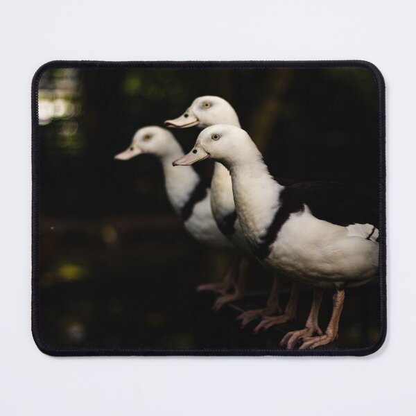 Item preview, Radjah Shelducks in a Line of Three  designed and sold by Geoff Treagus.