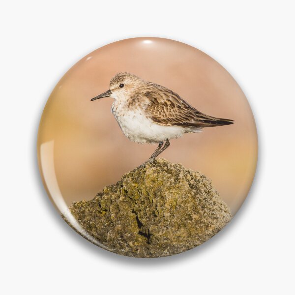 Item preview, Red-necked Stint on a Rock designed and sold by Images by Chris de Blank.