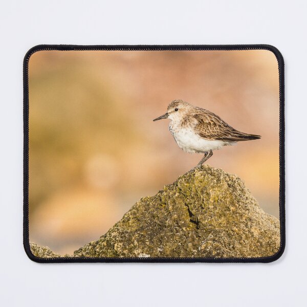 Item preview, Red-necked Stint on a Rock designed and sold by Images by Chris de Blank.
