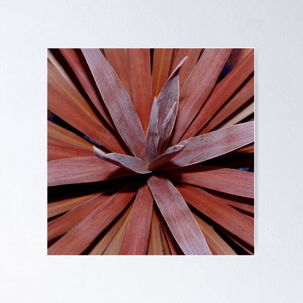 Item preview, cordyline red star designed and sold by Mark Maloney.