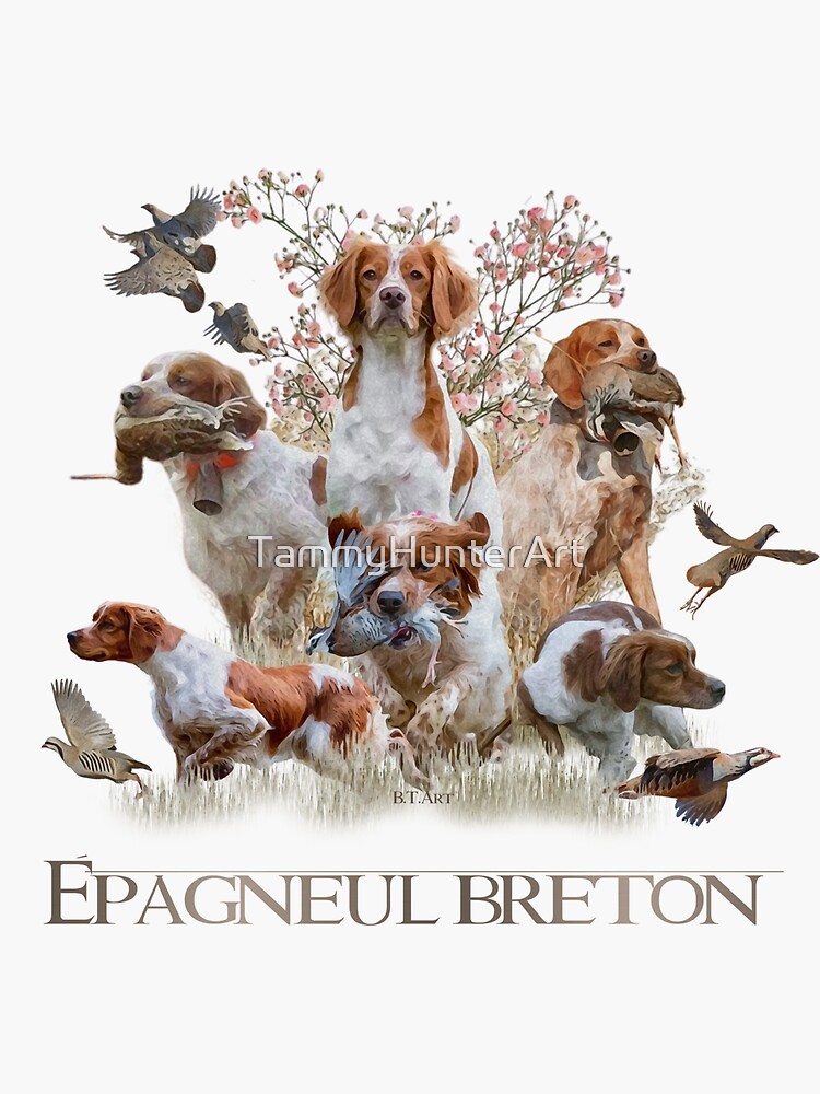 Epagneul Breton, French Brittany