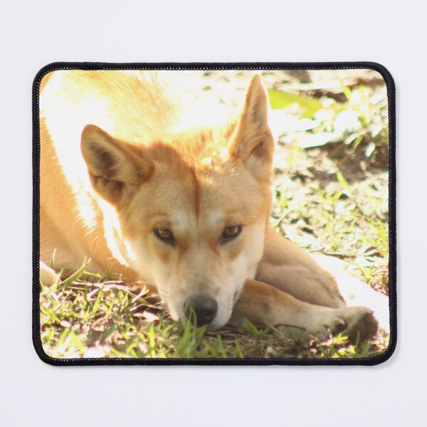 Item preview, Dingo designed and sold by RREID84.
