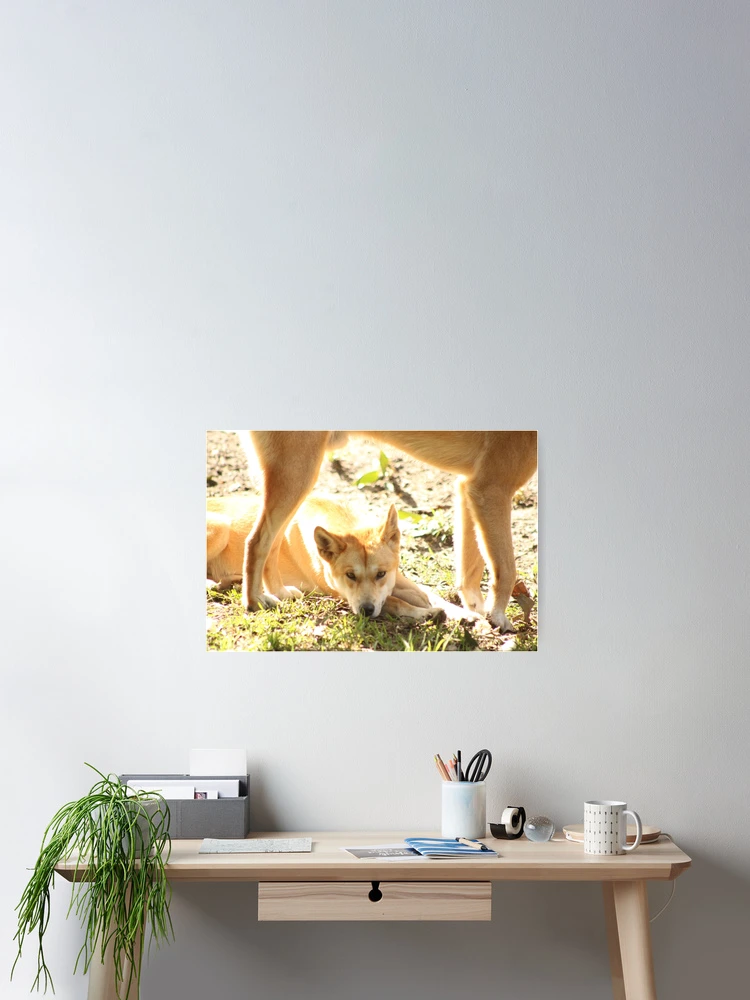 Thumbnail 2 of 3, Poster, Dingo designed and sold by RREID84.